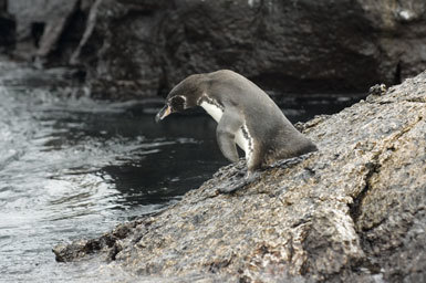 Imagem de Pinguim-das-galápagos