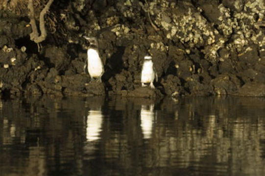 Imagem de Pinguim-das-galápagos