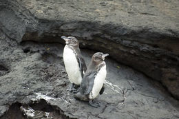 Image of Galapagos Penguin