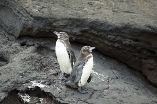 Imagem de Pinguim-das-galápagos