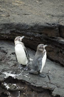 Imagem de Pinguim-das-galápagos