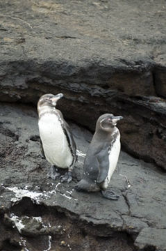 Image of Galapagos Penguin