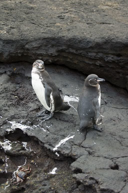 Imagem de Pinguim-das-galápagos