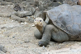 Image of Pinta giant tortoise