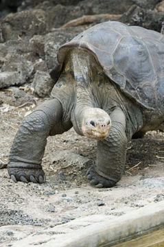 Image of Pinta giant tortoise