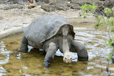 Image of Pinta giant tortoise