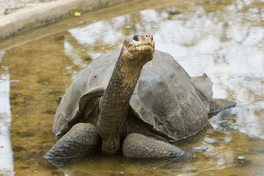 Image of Pinta giant tortoise