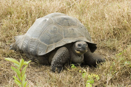 Image of Galapagos giant tortoise