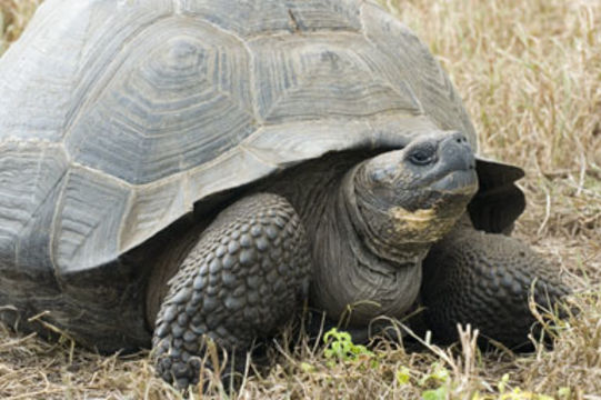 Image of Galapagos giant tortoise