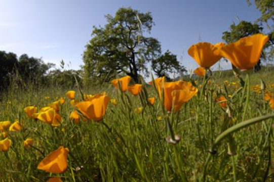 Imagem de Eschscholzia californica Cham.