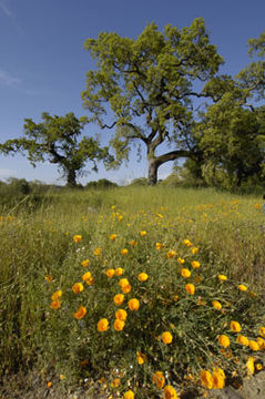 Imagem de Eschscholzia californica Cham.