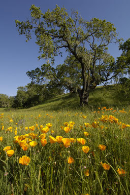 Image of California poppy