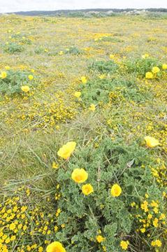 Imagem de Eschscholzia californica Cham.