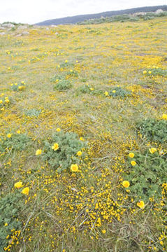 Image of California poppy