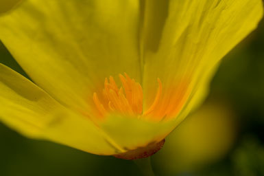 Imagem de Eschscholzia californica Cham.