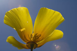 Image of California poppy