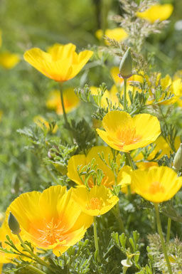 Image of California poppy