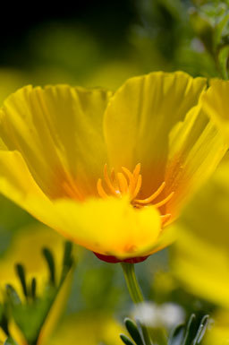 Imagem de Eschscholzia californica Cham.