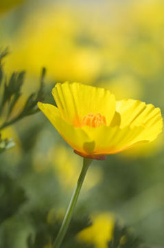 Image of California poppy