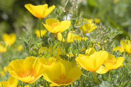 Image of California poppy