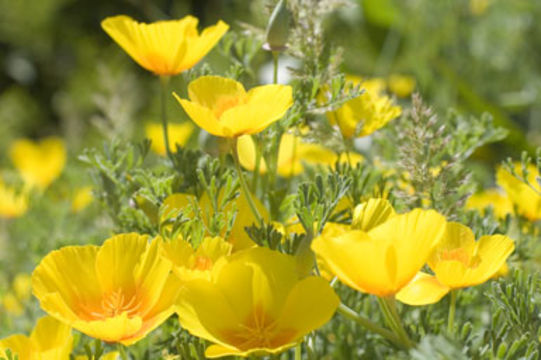 Image of California poppy