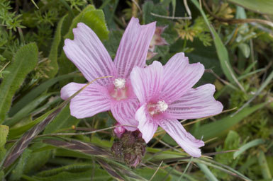 Image of dwarf checkerbloom