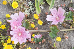 Image of dwarf checkerbloom