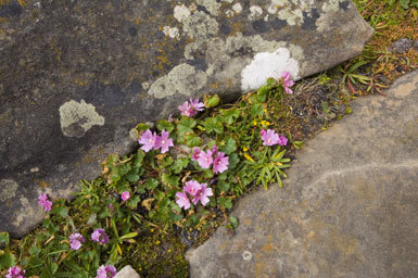 Image of dwarf checkerbloom