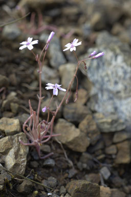 Image of gypsum springbeauty