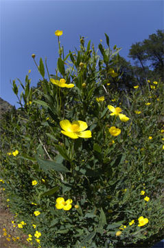 Image of tree poppy