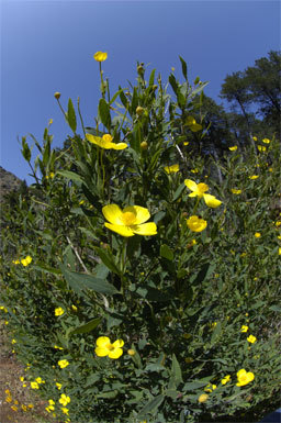 Image of tree poppy