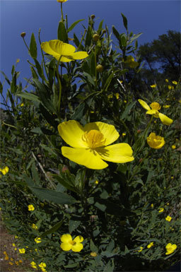 Image of tree poppy