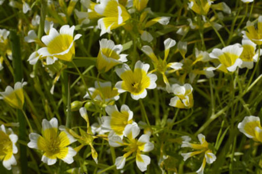 Image of Douglas' Meadowfoam