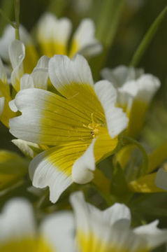 Image of Douglas' Meadowfoam