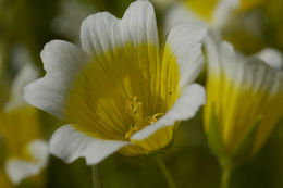 Image of Douglas' Meadowfoam