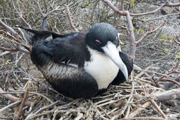 Image of Great Frigatebird