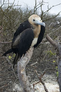 Image of Great Frigatebird