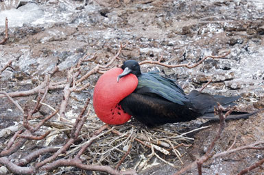 Image of Great Frigatebird