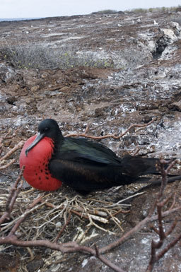 Image of Great Frigatebird