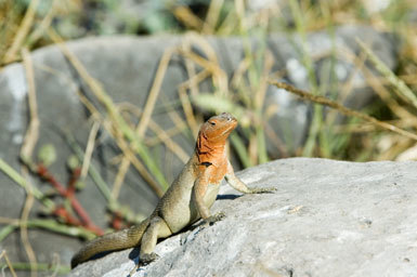 Imagem de Microlophus delanonis (Baur 1890)