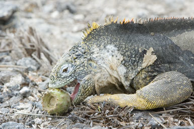 Image of Galapagos Land Iguana