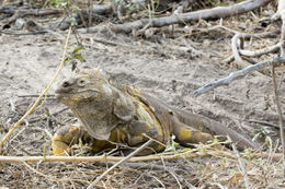 Image of Galapagos Land Iguana