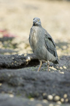 Image de Héron des Galapagos