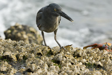 Image de Héron des Galapagos
