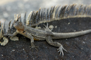 Plancia ëd Microlophus albemarlensis (Baur 1890)