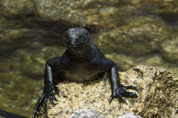 Image of Fernandina Marine Iguana