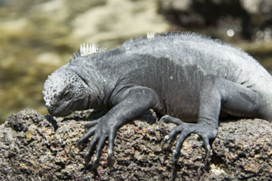 Image of Fernandina Marine Iguana