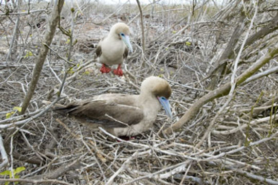 Image of Red-footed Booby