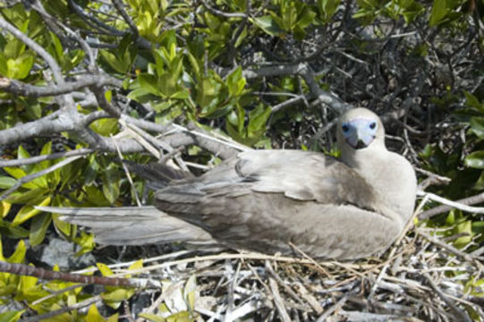 Image of Red-footed Booby