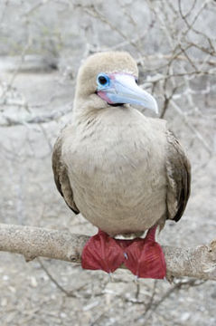 Image of Red-footed Booby